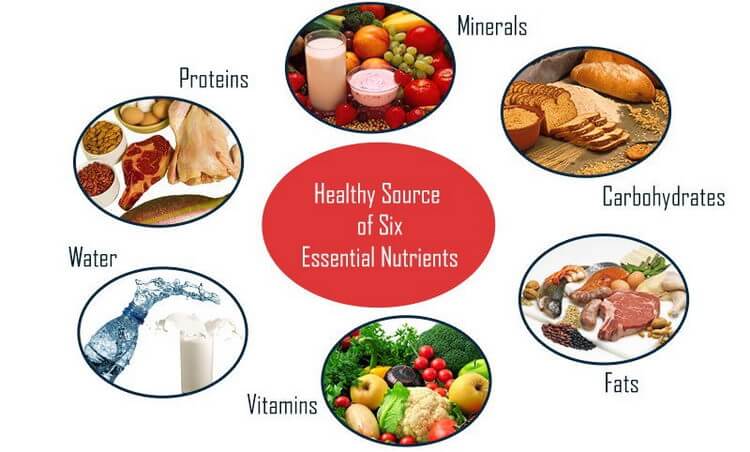 Six Nutrients the Body Needs