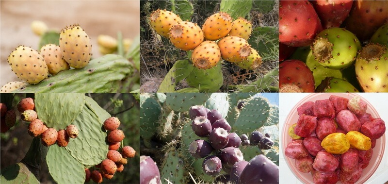 Prickly pear (Opuntia) Nutrition Facts & Health Benefits-CookingEggs