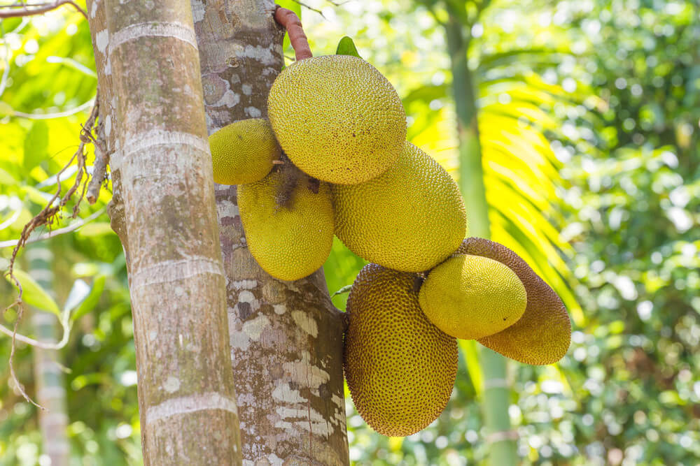 Breadfruit on the tree