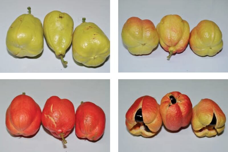 jamaican-ackee-nutrition-facts-health-benefits-cookingeggs