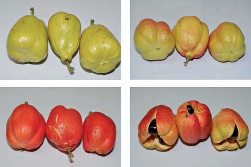 Health Benefits of Ackee